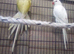 Bonded pair of unrelated Ringnecks