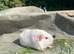 5 lovely baby sows