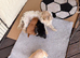 Sporting Lucas terrier cross toy poodle