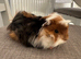 Handsome long haired baby guinea pig.
