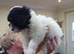 One male puppy
