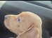 Dachshund boy
