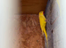 2 x Lutino males 3 years old
