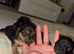 Yorkshire terrier X Jack Russell