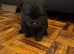 Pomeranian puppies