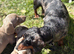 Miniature dachshund Isabella 2 boys