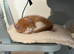 1 gorgeous white and ginger boy left! Full add in pictures!