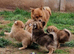 4 beautiful pomchi puppies looking for their forever families