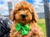 Beautiful Toy Poodle Puppies !!READY NOW!!