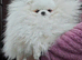 SNOW WIHTE POMERANIAN FOR SALE