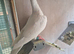2026 birds to go