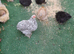 Bantam chickens