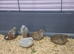 Chinese painted Quail/Button Quail