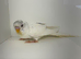 Beautiful baby budgies for sale