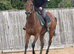 Stunning t.b gelding 15.3 / 16