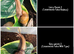 2 baby giant African land snails