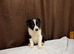Baby Border Collie Only one available