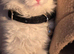Female kitten