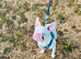 French bulldog puppy