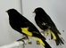 Beautiful pair of black Siskins for sale