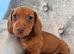 Miniature dachshund