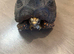 Red foot tortoise