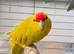 Beautiful  young kakariki for sale