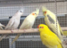 Baby Sun Conure