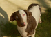Beautiful Dachshund famale in need new home