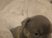 Half french half staffie