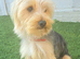 Yorkshire terrier puppies yorkie x