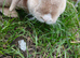 Baby rabbit