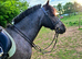 Perfect 2nd Pony Blue Roan Mare !!!REDUCED!!!