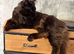 Maine coon cross British longhair