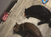 2 female cats
