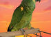 Blue fronted Amazon