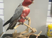 Galah cockatoo