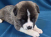 Stunning American Akita Puppies