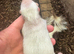 Skunk Pups available to reserve.