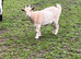 3 Pygmy goat kids 2026