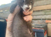 Young polecat ferrets