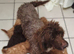 Cockapoo puppy's
