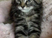 Maine coon x kittens