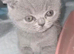 Beautiful British Shorthair & Scottish Fold Kittens Looking for Loving Homes