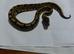 Ball pythons