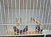 Male zebra finches.