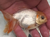 Fancy goldfish