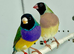 Beautiful pair of gouldian finches for sale