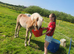 Absolutely adorable registered haflinger