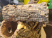 CORK BARK